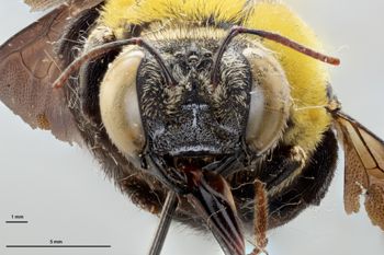 Media type: image;   Entomology 810842 Aspect: head frontal view
